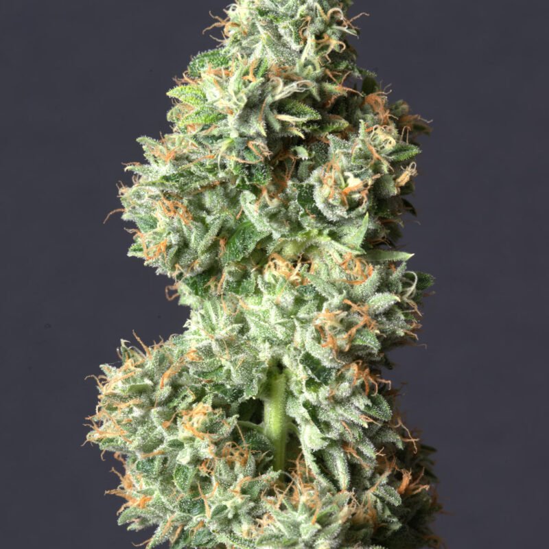 ALT SOL Chem Dog - Flower